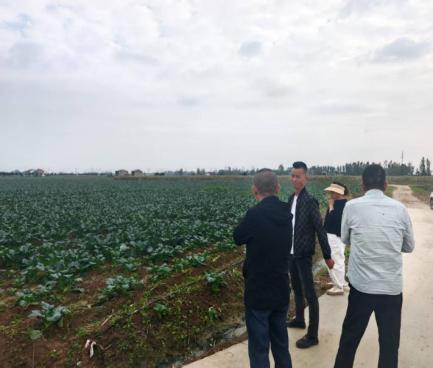 公司李总实地考察绿菜花种植基地